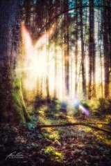 Ln204784002-Magischer Sonnenstern im Wald